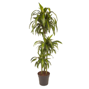 Dracaena fragrans 'Hawaiian Sunshine' - Drachenbaum - Topf 24cm - Höhe 130-140cm
