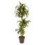 Dracaena fragrans 'Hawaiian Sunshine' - Drachenbaum - Topf 24cm - Höhe 130-140cm