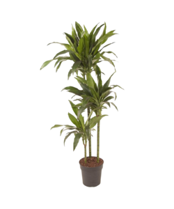 Dracaena fragrans Janet Craig - Grande pianta da interno - ⌀24cm- Alt. 140-150cm