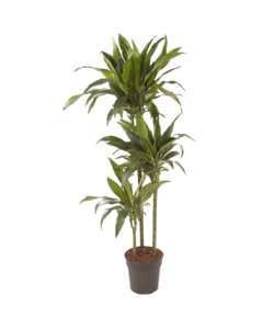 PIANTA DI DRACENA Dorado pianta vera ornamentale foglie variegate da  interno EUR 61,90 - PicClick IT