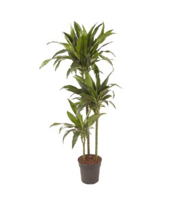 Dracaena fragrans 'Janet Craig' - XXL - Pot 24 cm - Hoogte 140-150cm