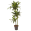 Dracaena fragrans Janet Craig - Grande pianta da interno - ⌀24cm- Alt. 140-150cm