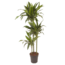 Dracaena fragrans 'Janet Craig' - XXL - ⌀24cm - Wysokość 140-150cm