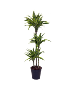 Dracaena fragrans Deremensis - Lemon Lime - Pot 24cm - Hoogte 130-140cm