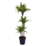 Dracaena Lemon Lime XXL - ø24cm - Height 130-140cm