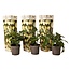 Solanum 'Pepino gold' - Meloenpeer - Set van 3 - Pot 9 cm - Hoogte 25-40cm