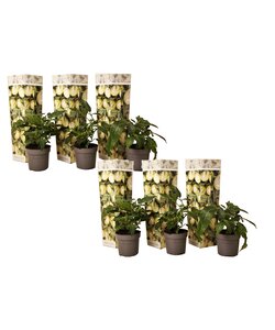 Solanum 'Pepino gold' - Poire melon - Set de 6 - Pot 9cm - Hauteur 25-40cm