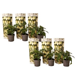 Solanum 'Pepino gold' - Melon Pear - Set of 6 - ø9cm - Height 25-40 cm