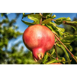 Punica Granatum - Pomegranate - Set of 3 - ø9cm - Height 25-40cm