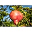 Punica Granatum - Set di 3 - Piante da frutto di melograno -⌀ 9cm- Alt. 25-40cm