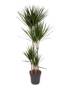 Dracaena Marginata - Stueplante - ø27cm - Højde 150 - 160cm