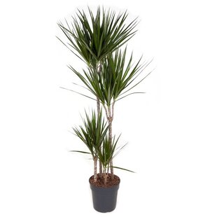 Dracaena Marginata - XL Dragon Tree - Indoor Plant - ø27cm - Height 150-160cm