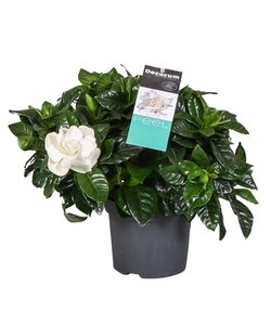 Gardenia Jasminoides - Gelsomino del Capo - ⌀ 13cm - Altezza 20-30cm