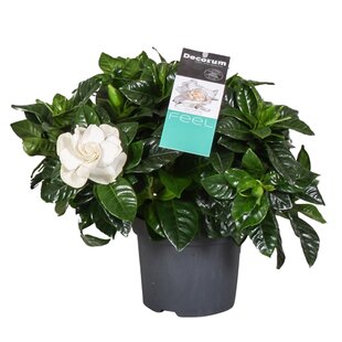 Gardenia Jasminoides - Witte bloemen - Jasmijn - Pot 13cm - Hoogte 20-30cm