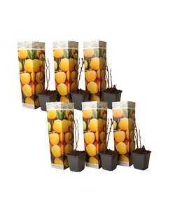 Raspberry plants - Set of 6 - Yellow raspberry plants - ø9cm - Height 25-40cm