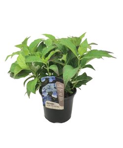 Ortensia hydrangea serrata 'Bagliore estivo' - ⌀19cm - Altezza 25-40cm