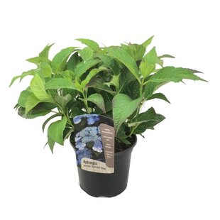 Hydrangea serrata 'Summerglow' - Hortensia - ø19cm - Height 25-40cm