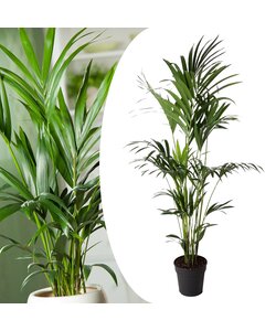 Kentiapalme - Stueplante - Palme - ø24cm - Højde 150-170cm