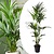 Kentiapalme - Stueplante - Palme - ø24cm - Højde 150-170cm