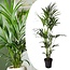 Howea Forsteriana - Kentiapalm - XXL kamerplant - Pot 24cm - Hoogte 150-170cm