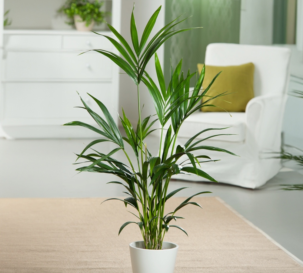 Plant in a box - kentia palmier xxl - howea forsteriana - plante verte interieur  vivante - purifiante - pot 24cm - hauteur 150-170cm