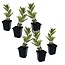 Arbutus Unedo - Set de 6 - Fraisier - Pot 9cm - Hauteur 25-40cm