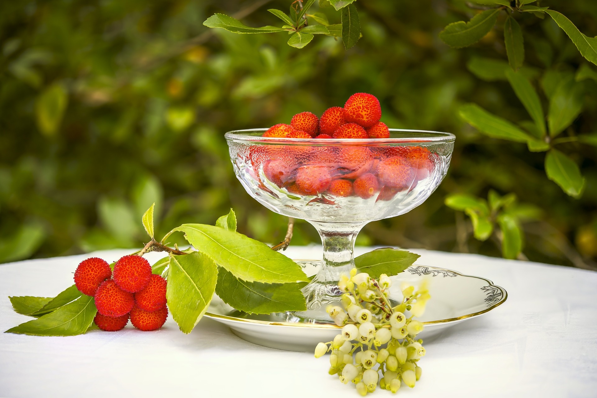 Arbutus Unedo Corbezzolo - Piante da Esterno Vere Albero da Frutto - H  80/100 cm Vaso Ø