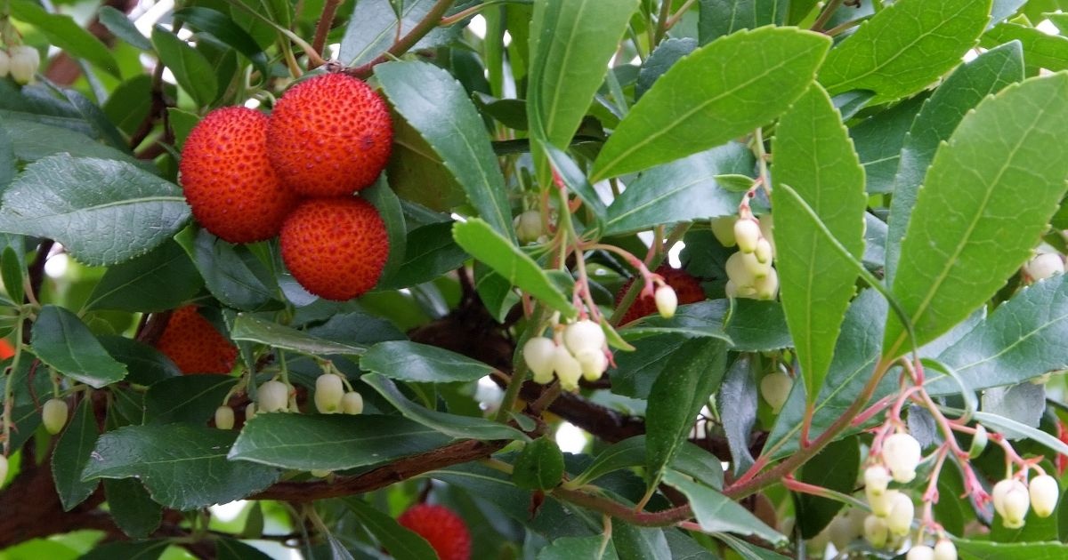 Arbutus Unedo Corbezzolo - Piante da Esterno Vere Albero da Frutto - H  80/100 cm Vaso Ø