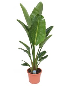 Strelitzia Nicolai - Paradijsvogelbloem - Kamerplant - Pot 28cm Hoogte 150-170cm