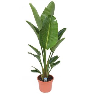 Strelitzia Nicolai - Paradijsvogelbloem - Kamerplant - Pot 28cm Hoogte 150-170cm