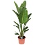 Strelitzia Nicolai Strelitzia Nicolai XXL - Plante oiseau de paradis - Pot 28cm - Hauteur 150-170cm