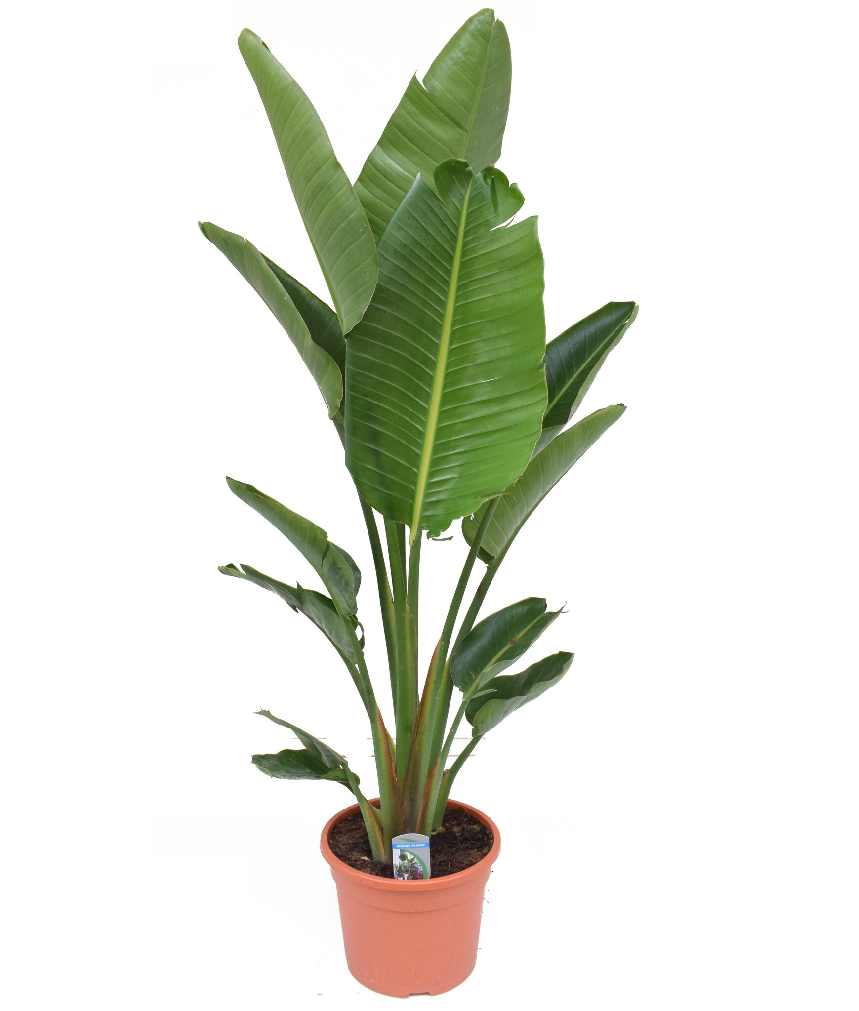 Strelitzia alba on sale