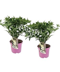 Hortensia paniculata Confetti - Juego de 2 - Hydrangea - ⌀19cm - Altura 25-40 cm