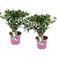 Hydrangea hortensie paniculata 'Confetti' - 2er Set - ⌀19cm - Höhe 25-40cm