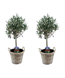 Olea Europaea - 2er Set - Oliven auf Stamm im Korb - Topf 14cm - Höhe 50-60cm