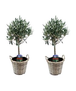 Olea Europaea - Set van 2 - Olijfboom stam in mand - Pot 14cm - Hoogte 50-60cm