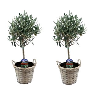 Olea Europaea - 2er Set - Oliven auf Stamm im Korb - Topf 14cm - Höhe 50-60cm