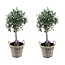 Olea Europaea Olive tree with basket - Set of 2 - Olea Europaea - ø14cm - Height 50-60 cm