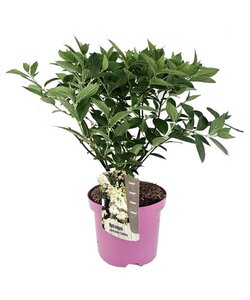 Ortensia hydrangea paniculata Confetti - Bianco-rosa - ⌀ 19cm - Altezza 25-40cm
