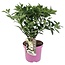 Hydrangea hortensie paniculata Confetti - Rispenhortensie - ⌀19cm - Höhe 25-40cm