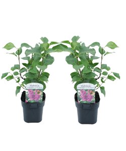 Syringa vulgaris 'Ludwig Spath' - Lilac - Set of 2 - Pot 17 cm - Height 25-40cm