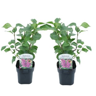 Syringa vulgaris 'Ludwig Spath' - Lilac - Set of 2 - ø17cm - Height 25-40cm