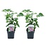 Syringa vulgaris Michel Buchner - Lilac - Set of 2 - ø17cm - Height 25-40cm