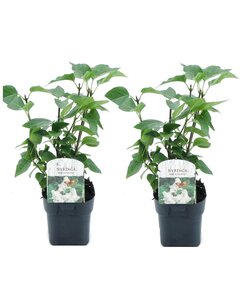 Syringa 'Mme Lemoine' - Set of 2 - Lilac - ø17cm - Height 25-40cm