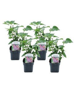 Syringa vulgaris Michel Buchner - Lilac - Set of 4 - ø17cm - Height 25-40cm