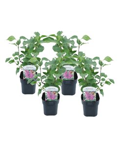 Syringa vulgaris 'Ludwig Spath' sering - Set van 4 - Pot 17cm - Hoogte 25-40cm