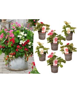 Fragaria Summer Breeze - Mix of 6 - Strawberry plants - ø10,5cm - 15-25cm