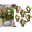 Fragaria Summer Breeze - Blanding af 6 - Havejordbær - ⌀10,5cm - Højde 15-25 cm