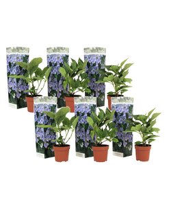 Hydrangea hortensie macrophylla 'Teller' - 6er Set - Blau - ⌀9cm - Höhe 25-40cm