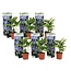 Hydrangea hortensie macrophylla 'Teller' - 6er Set - Blau - ⌀9cm - Höhe 25-40cm